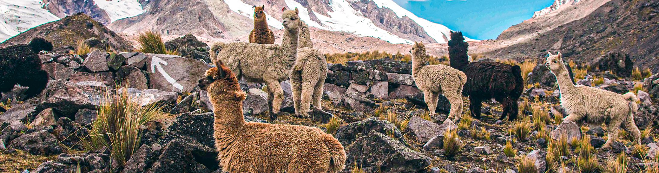Machu Picchu 4D3N Viajero (Cultural Aventura Tendencia) desde Argentina